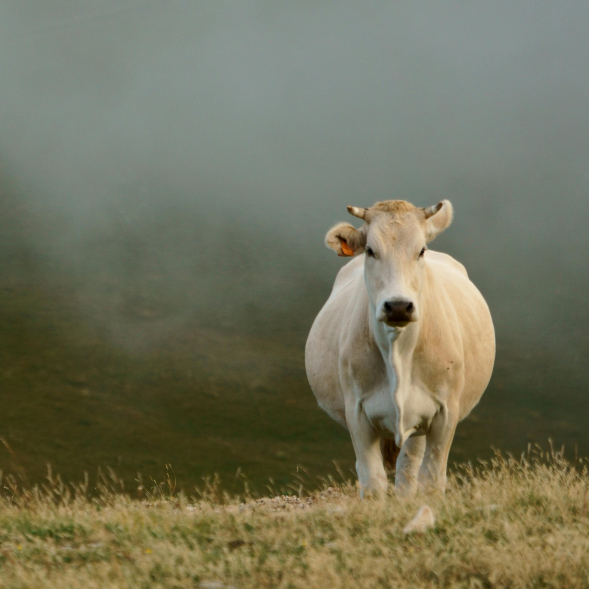 Animal-based diet food list