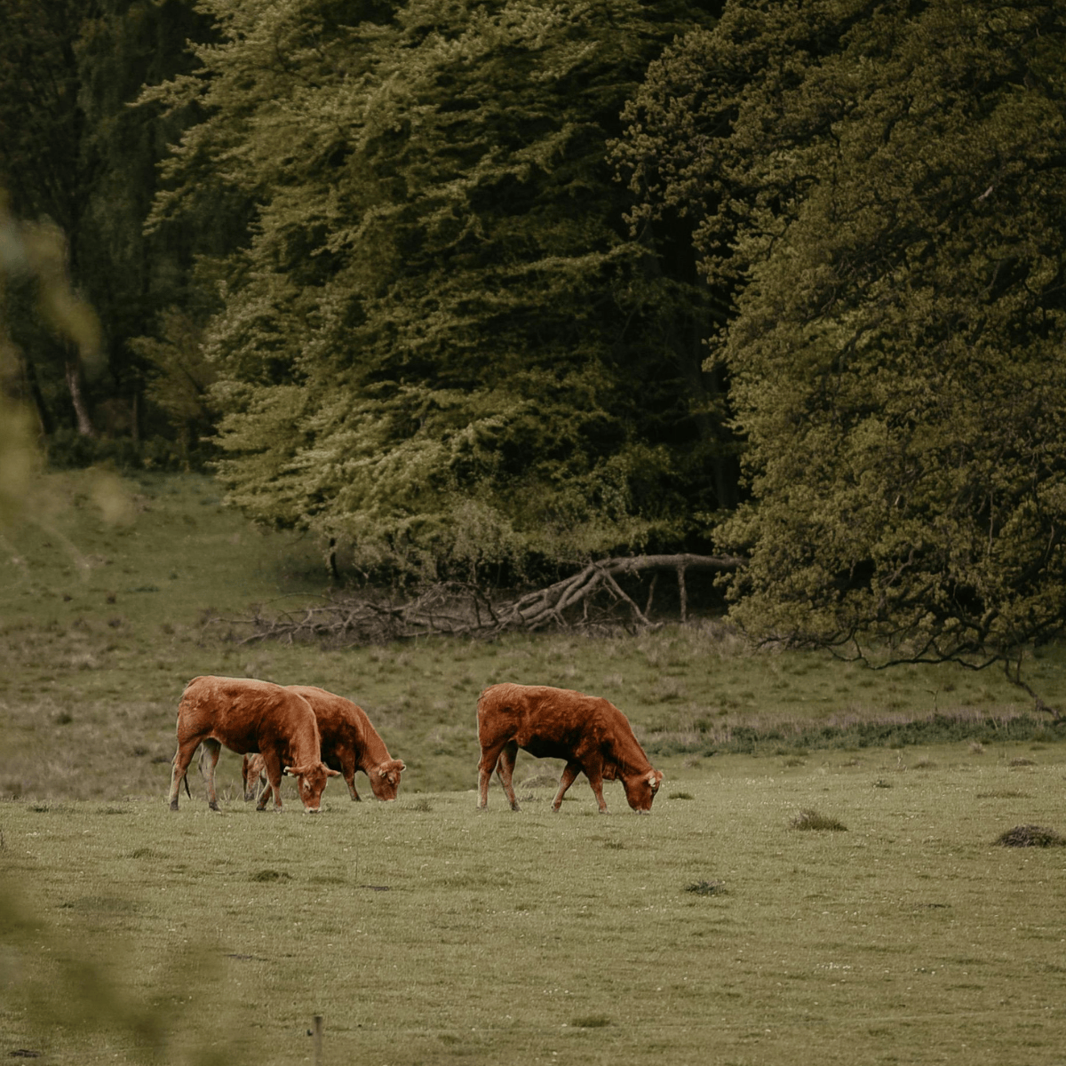 Beef Liver Natures Nutrient Powerhouse