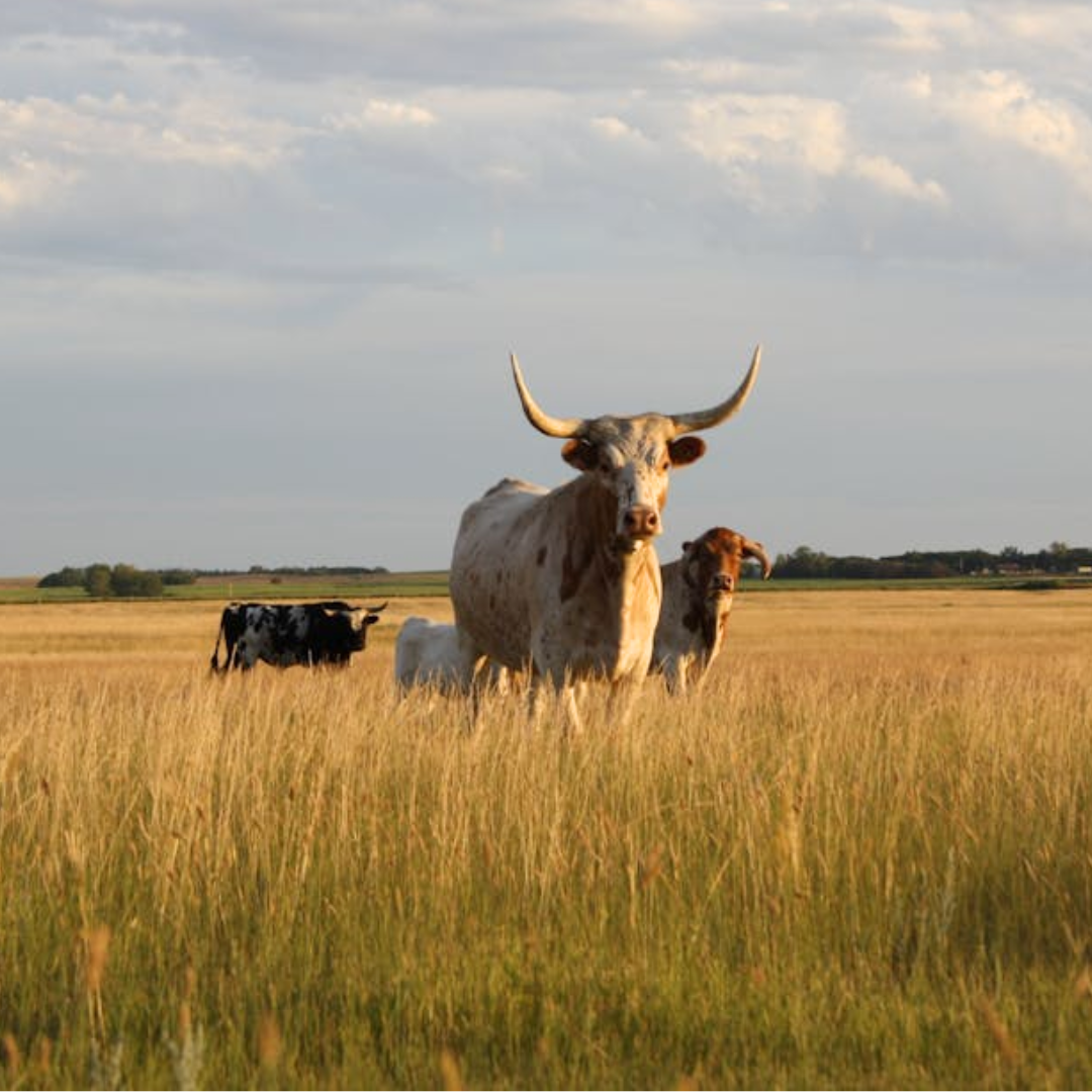 Testosterone in Beef Testicle Capsules