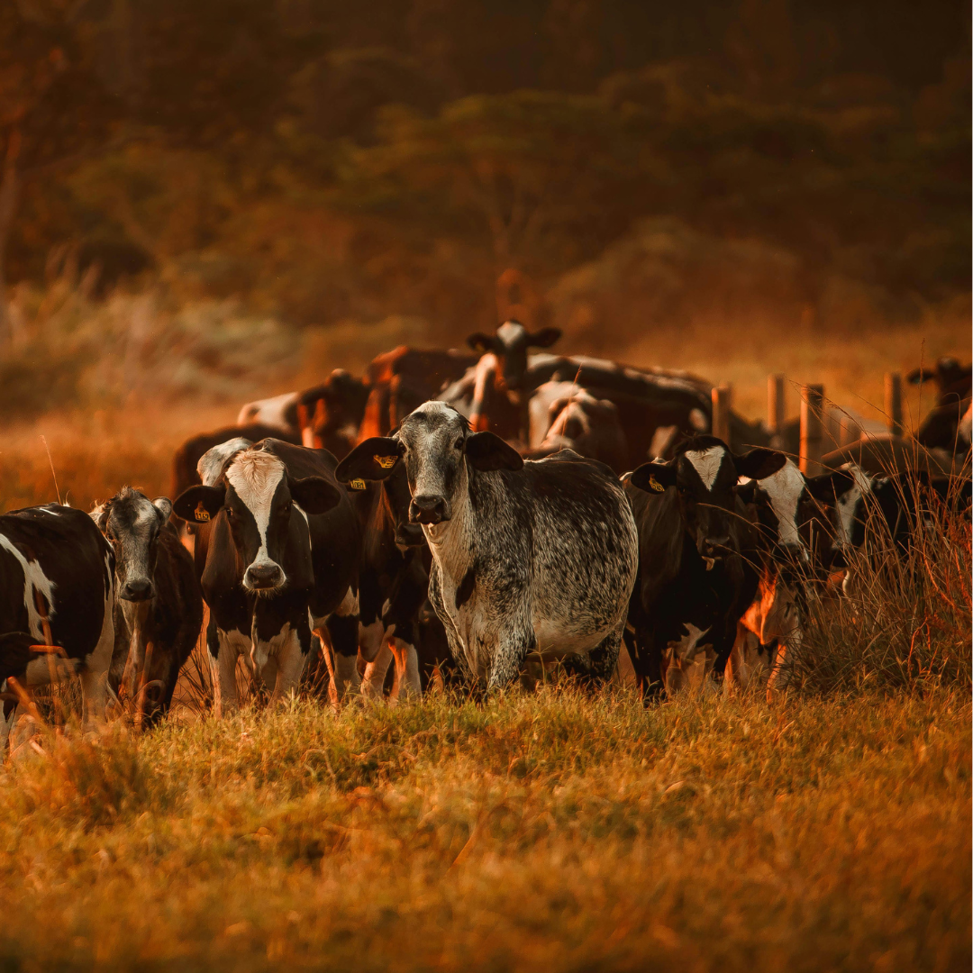 Nose-to-tail nutrition