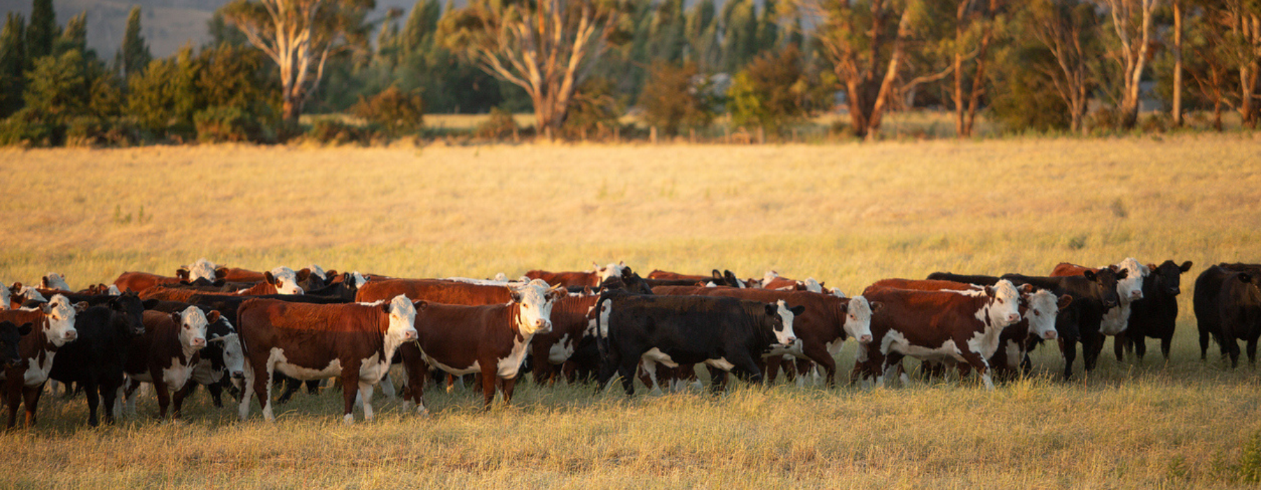 Regenerative Cattle Farming Beef Organs 
